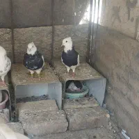 سه جفت طوقی شیش دانگ|پرنده|رودشت (اصفهان), |دیوار