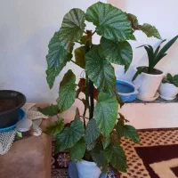 گل وگیاه شاداب