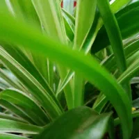 500 متر زمین سند تک برگ واقع در سریزد