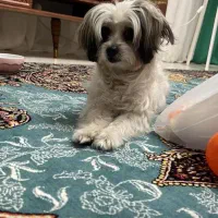 گمشده|حیوانات|تهران, ستارخان|دیوار