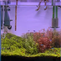 آکواریوم پلنت