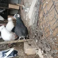 کبوتر تهرانی