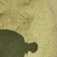 خارشتر کیلویی 11