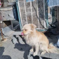 توله ۸ماهه پامر اشپیتز|سگ|مبارکه, |دیوار