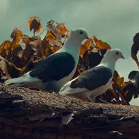 کبوتر دوکت آس