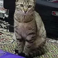 گربه گمشده محدوده میدان ازادی|حیوانات|بیرجند, |دیوار