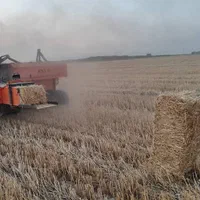 فروش کاه گندم سفال گندم پرس گندم بدون واسطه|حیوانات مزرعه|اصفهان, بهارستان|دیوار