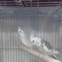 طوطی ملنگو گیرینچیک عروس هلندی