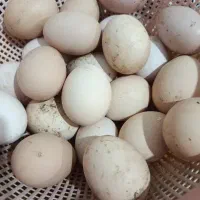 تخم مرغ نطفه دار