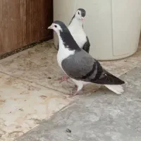 کبوتر دمگیر جوجه دمگیر