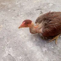 جوجه خونگی لاری|حیوانات مزرعه|زاهدان, |دیوار