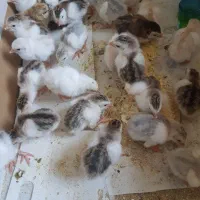 جوجه مرغ شاخدار خونگی