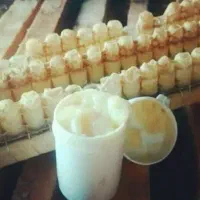 فروش تعداد۴۰کندو زنبور عسل کارنیکا آلمانی درجه یک|حیوانات مزرعه|نورآباد, |دیوار