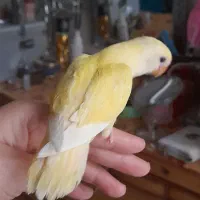 طوطی برزیلی چشم قرمز|پرنده|تهران, باشگاه نفت|دیوار