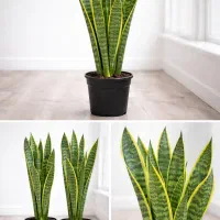 سانسوریا سالم و مقاوم  plantory