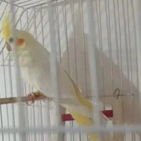 عروس هلندی گمشده حلقه پا در محدوه دخانیات رشت