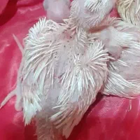 جوجه سرلاکی البینو