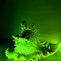 صدف مورکس خاص و کلکسیونی|کلکسیون اشیاء عتیقه|ری, ظهیرآباد|دیوار