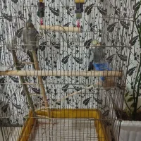 عروس هلندی|پرنده|ارومیه, |دیوار