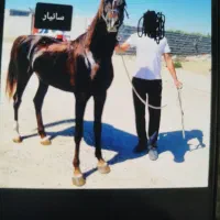 اسب نر