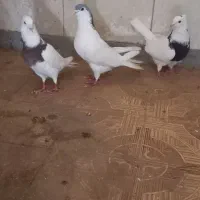 کبوتر|پرنده|چرداول, |دیوار