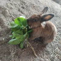 خرگوش لوپ|موش و خرگوش|رفسنجان, |دیوار