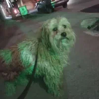 واگذاری سگ فوری فوری