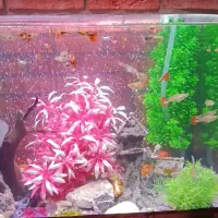 آکواریوم شیشه خم  ماهیران با لوازم کامل