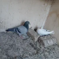 ۲ جفت کبوتر جفتگاه با تخم و جوجه