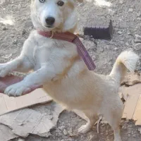 سگ ژرمن هاسکی|سگ|بهمن صغاد, |دیوار