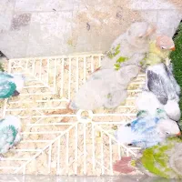 کوتوله برزیلی اپلاین  سرلاکی