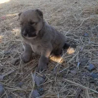 واگذاریسگآیندهدار|سگ|تربت جام, میان جام|دیوار