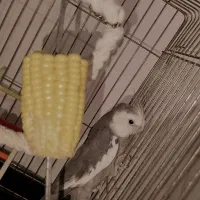 عروس هلندی نر با قفس|پرنده|هشتگرد, هشتگرد قدیم|دیوار