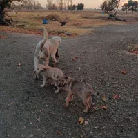 نر سرابی|سگ|قدس, شهرک دانش|دیوار