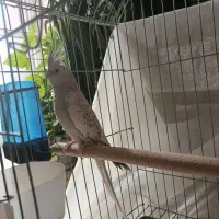 عروس هلندی|پرنده|شیراز, شهرک گلستان|دیوار