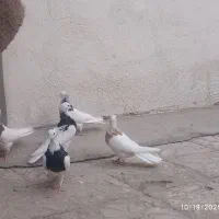 فروش کفتر طوقی|پرنده|ساوه, |دیوار