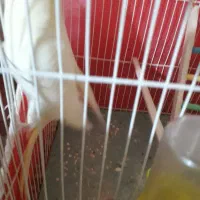 عروس هلندی|پرنده|مشهد, کوشک مهدی|دیوار