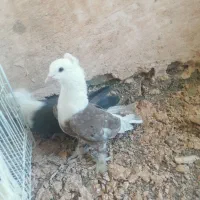 کله سفید کاکلی|پرنده|سبزوار, کهنه آب|دیوار