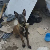 سگ مالینیوز|سگ|کوه چنار, |دیوار