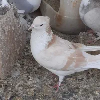 دمگیر|پرنده|خمینی‌شهر, |دیوار