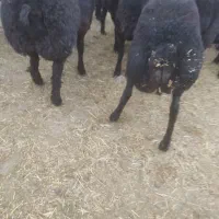 بره نر چاق و داشتی