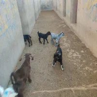 بزغاله شیری