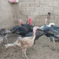 فروش ۱۰ عدد بوقلمون