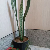 انواع گل