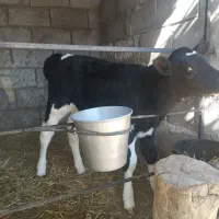 گاو شکم اول با گوساله ماده خلوص بالا|حیوانات مزرعه|درودزن, |دیوار