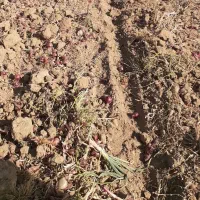 زمین کشاورزی