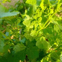 فروش-باغ-انگوری-با-درخت