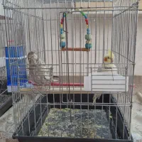 یک جفت عروس هلندی