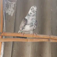 پرشی‌به‌شرت|پرنده|ری, تقی آباد|دیوار