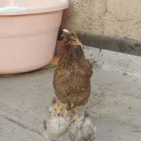 مرغ گلین به همراه دو جوجه